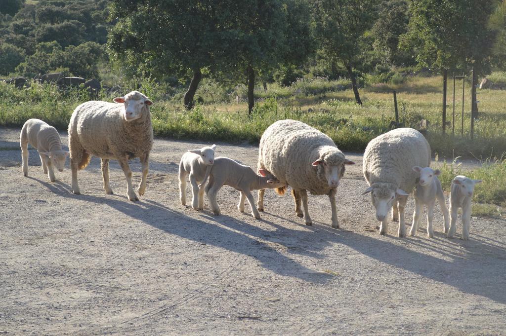 فندق Almoharinفي  Casa Rural Las Gamitas المظهر الخارجي الصورة